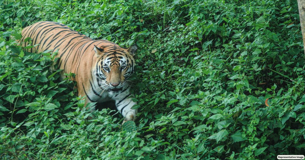 Tiger terror: Curfew imposed in some Uttarakhand villages